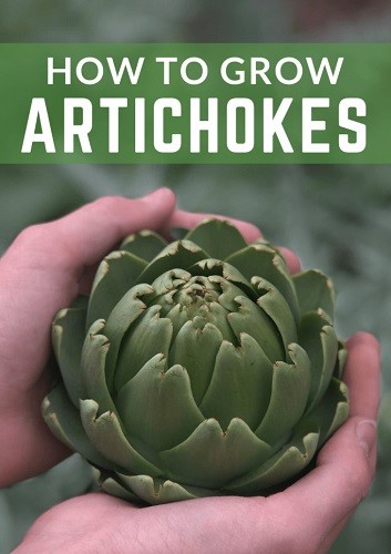 Cultivation Guidelines for Growing Artichoke Vegetables